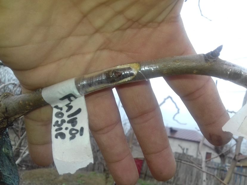 Par pulpă rosie - altoiri 2020