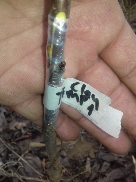 Visin timpuriu Claudia - altoiri 2020