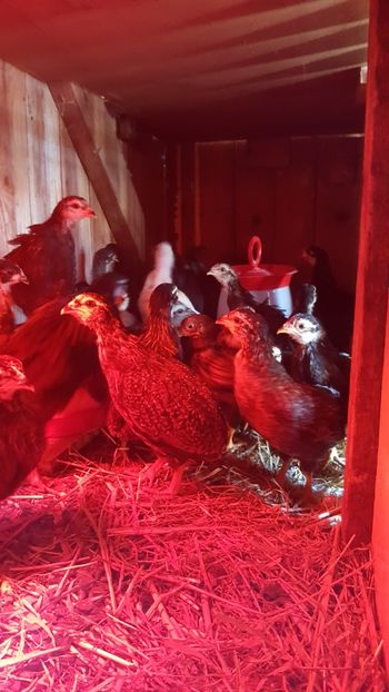 La 5 săptămâni - 2020 Puii mei