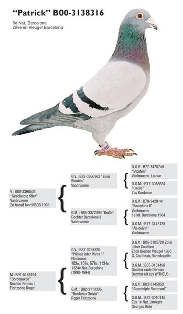 Patrick-598x1024 (1) - porumbei  originali  etiene  devos