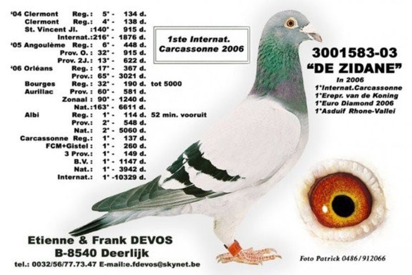 ZIDANE - porumbei  originali  etiene  devos