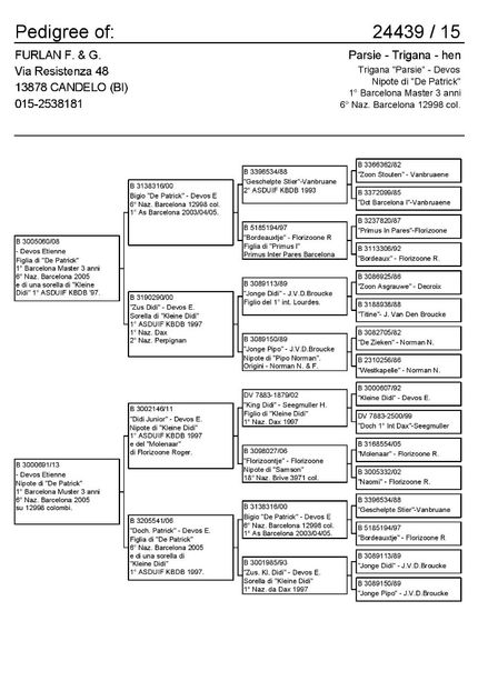 PATRIK  CU  PATRIK - porumbei  originali  etiene  devos