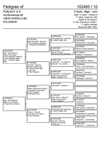 CAMPIONU   VASTO - porumbei  originali  etiene  devos