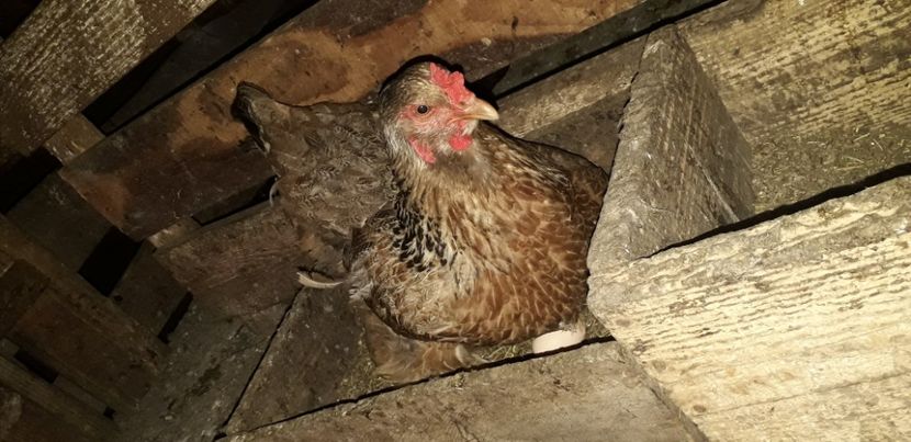  - 01 Găini moțate-bărboase-frezate 2019-2020