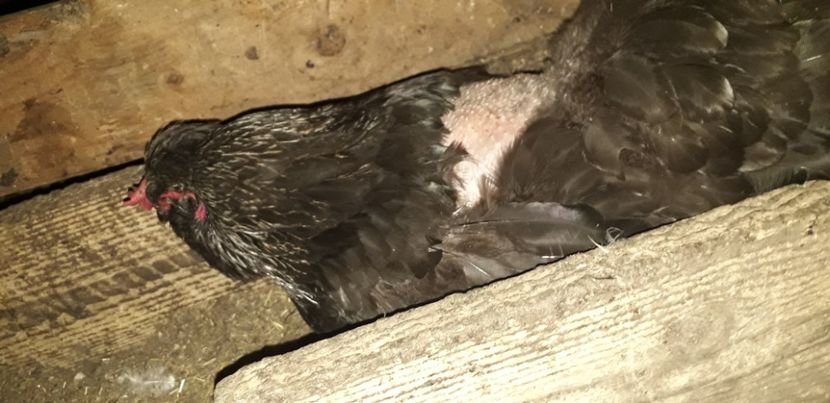  - 01 Găini moțate-bărboase-frezate 2019-2020