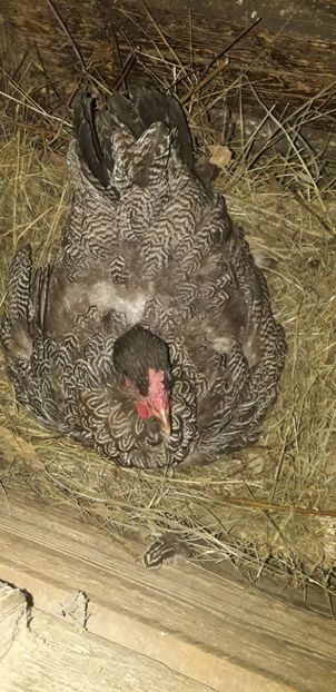  - 01 Găini moțate-bărboase-frezate 2019-2020