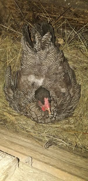  - 01 Găini moțate-bărboase-frezate 2019-2020