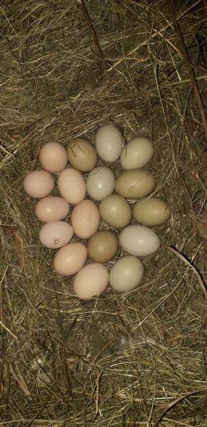  - 01 Găini moțate-bărboase-frezate 2019-2020