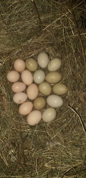  - 01 Găini moțate-bărboase-frezate 2019-2020