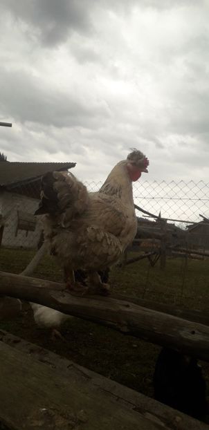  - 01 Găini moțate-bărboase-frezate 2019-2020