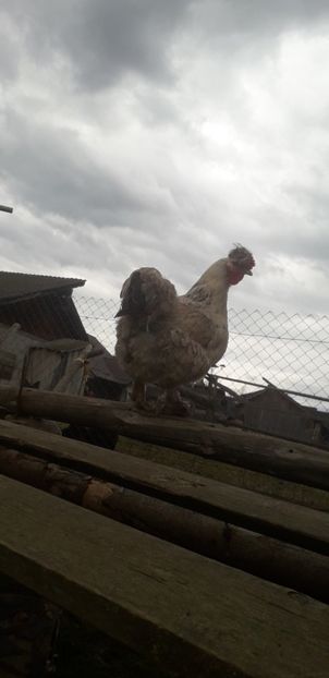  - 01 Găini moțate-bărboase-frezate 2019-2020