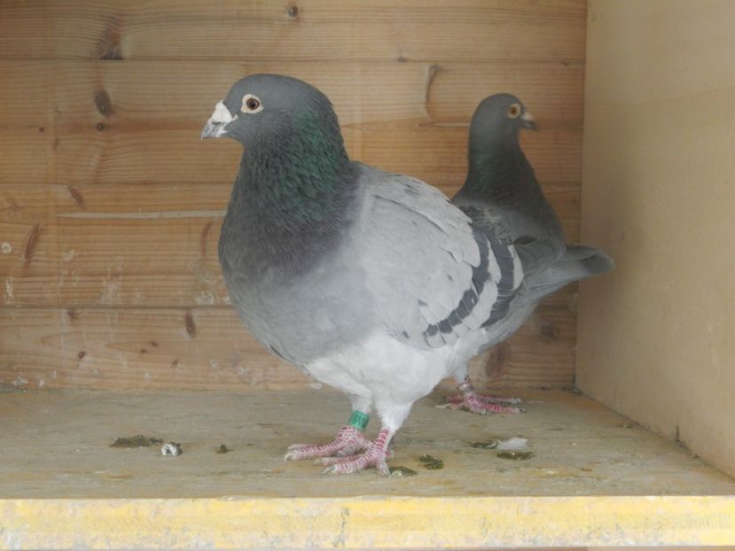  - porumbeii  reproducatorii