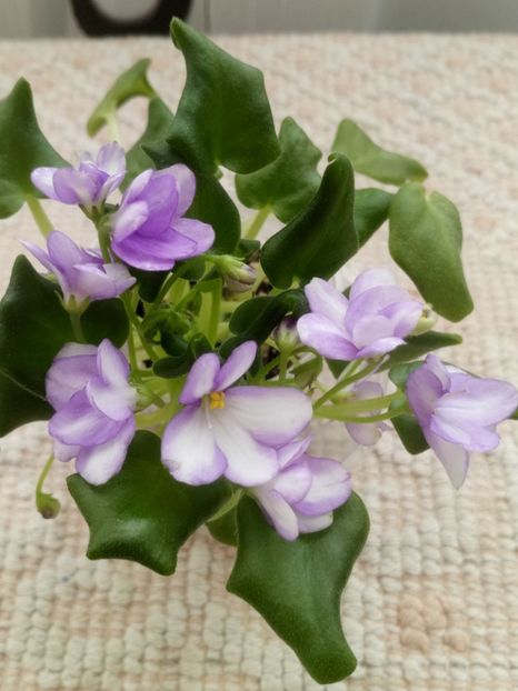 18 mar - Rob s Humpty Doo