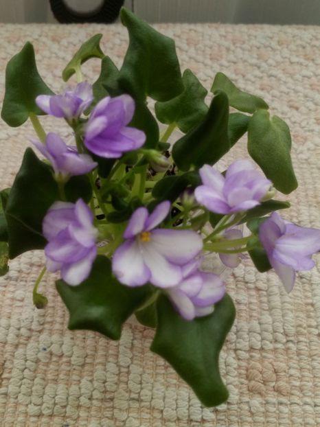 18 mar - Rob s Humpty Doo