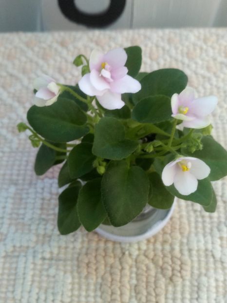 16 mar - ZZ Milky Way Trail