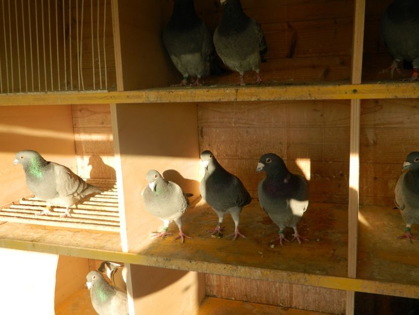  - porumbeii  reproducatorii