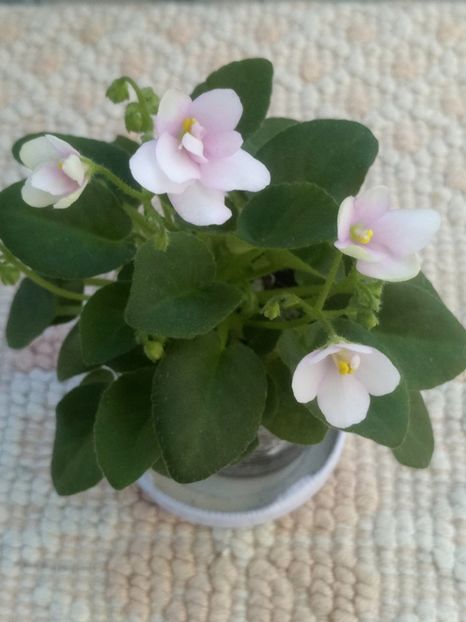 16 mar - ZZ Milky Way Trail