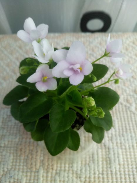 22 mar - ZZ Milky Way Trail