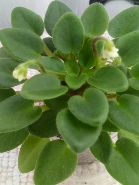 6 mar - Senk s Alchemy Yellow Bells