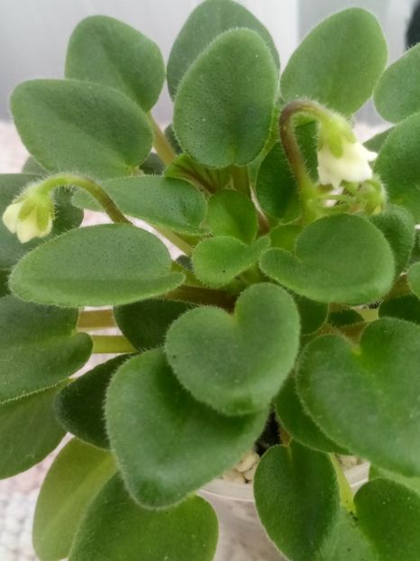 6 mar - Senk s Alchemy Yellow Bells