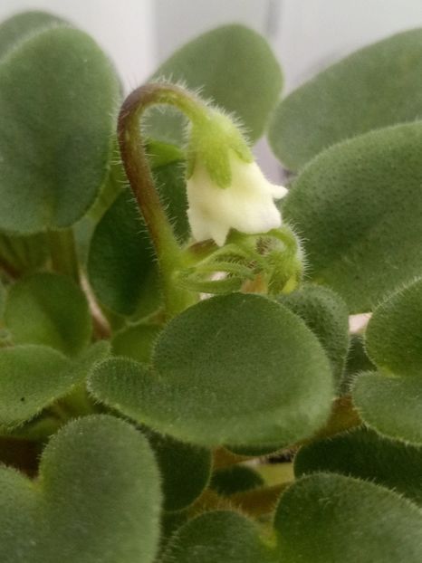 6 mar - Senk s Alchemy Yellow Bells