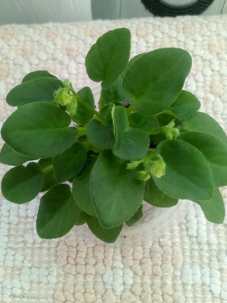 6 mar (30) - Senk s Alchemy Yellow Bells