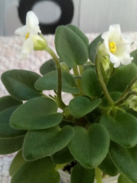 16 mar - Senk s Alchemy Yellow Bells