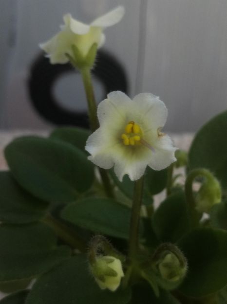 16 mar - Senk s Alchemy Yellow Bells