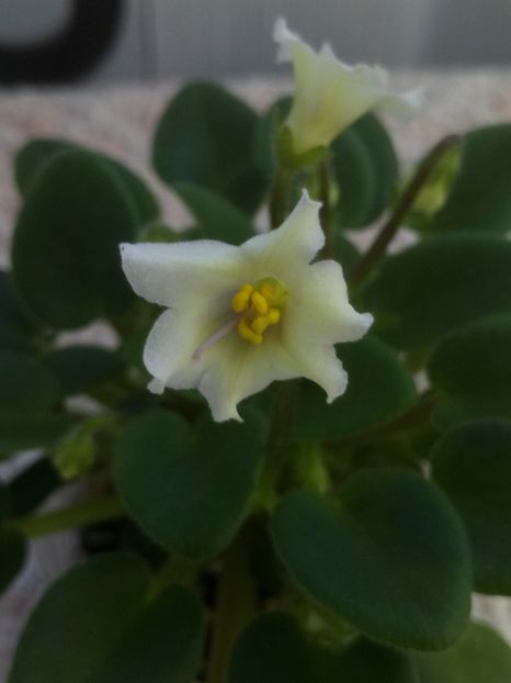 16 mar - Senk s Alchemy Yellow Bells