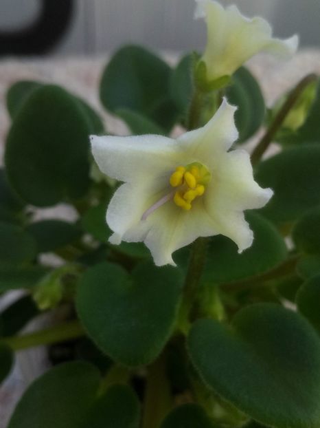 16 mar - Senk s Alchemy Yellow Bells