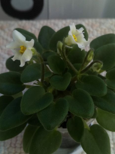 16 mar - Senk s Alchemy Yellow Bells