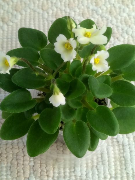 22 mar - Senk s Alchemy Yellow Bells