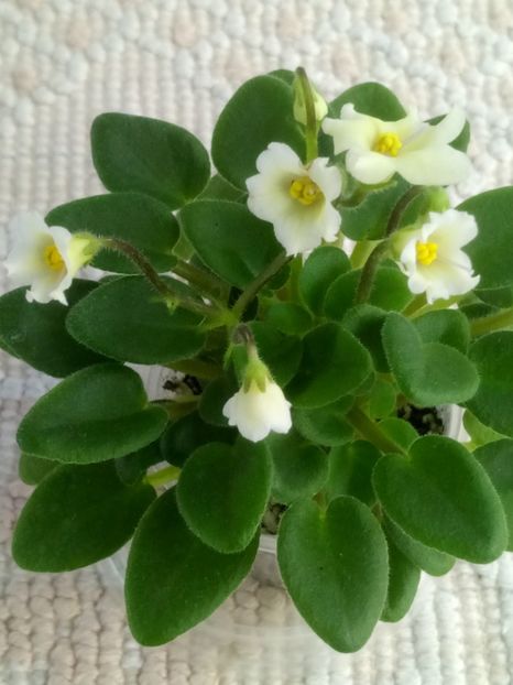 22 mar - Senk s Alchemy Yellow Bells