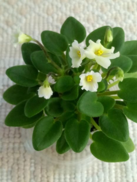 22 mar - Senk s Alchemy Yellow Bells