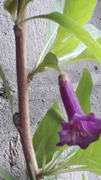  - Acnistus australis mov