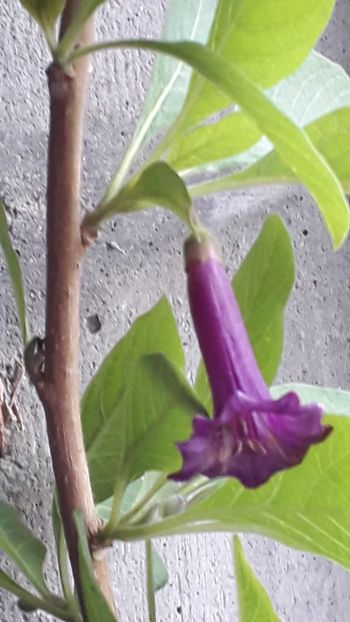  - Acnistus australis mov