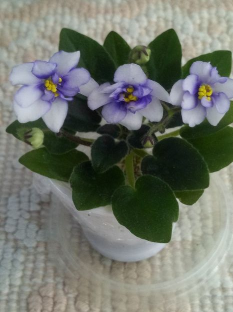 22 mar - Rob s Loose Noodle