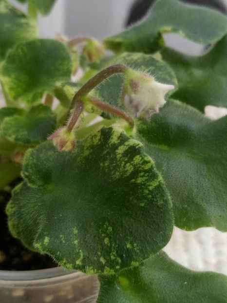 6 mar - LE Almaznaya Pyl