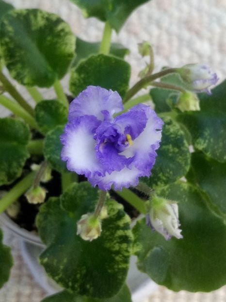 16 mar - LE Almaznaya Pyl