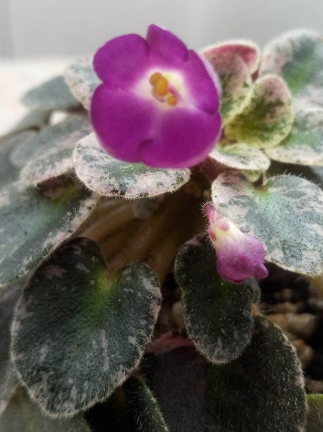 18 mar - Lil Ballerina