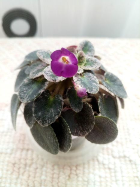 18 mar - Lil Ballerina