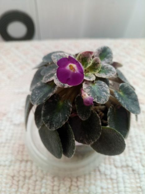 18 mar - Lil Ballerina