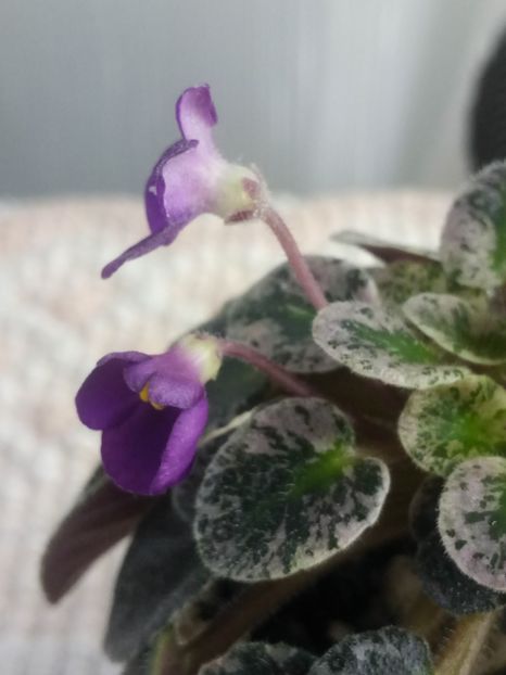 22 mar - Lil Ballerina