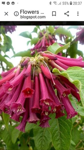 Screenshot_20200323-203750_Chrome - Iochroma cyaneum Burgundy