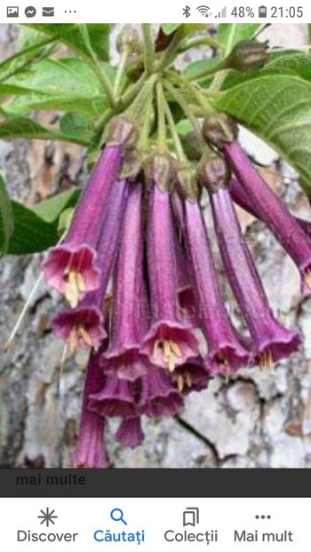 Screenshot_20200323-210517_Google - Iochroma Trebah