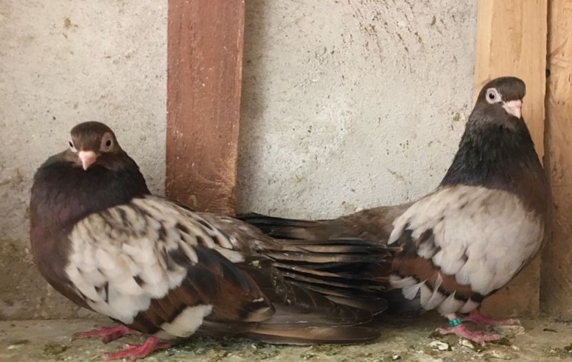 2267DEB8-117B-442B-94AF-7DC174F2B074 - Plumburii 2020