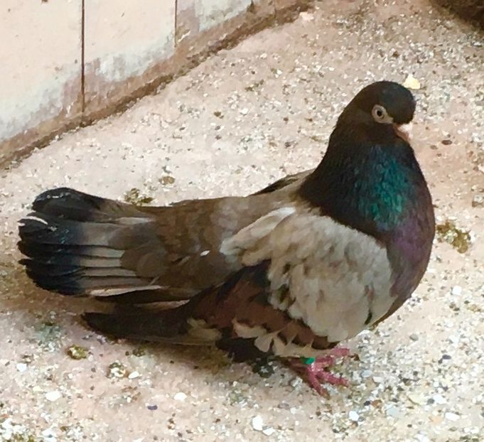 54385323-5E76-4F6A-8308-F05048759A26 - Plumburii 2020