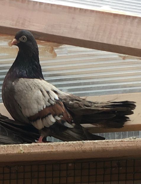 6A1A92F2-5353-4444-9214-DFB690507784 - Plumburii 2020