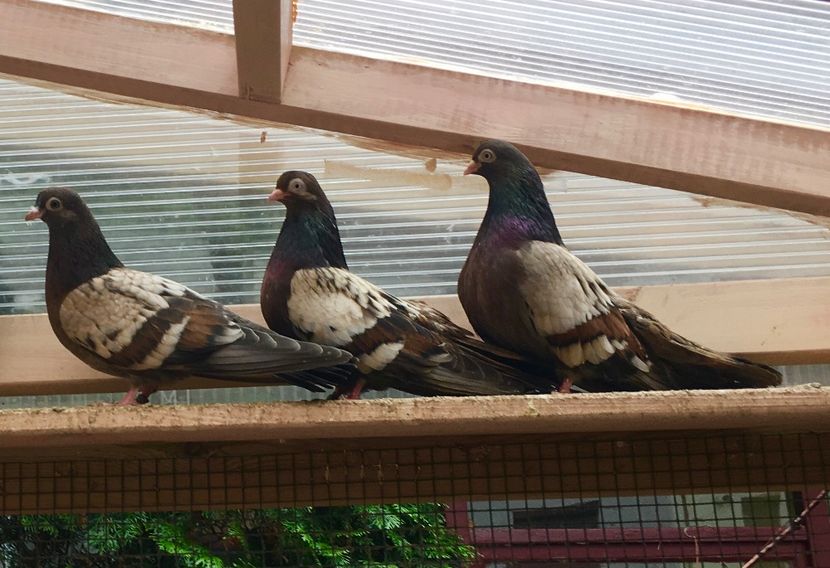 BD5FE958-B94F-4628-B9CD-9BD045725389 - Plumburii 2020