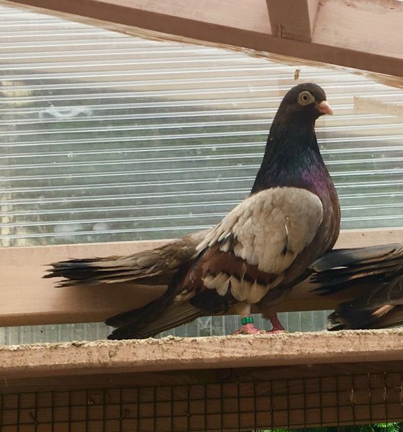 64C01511-D312-471A-9E37-4125226404A1 - Plumburii 2020